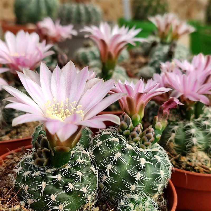 Cactus Gymnocalycium Mix seeds - 10