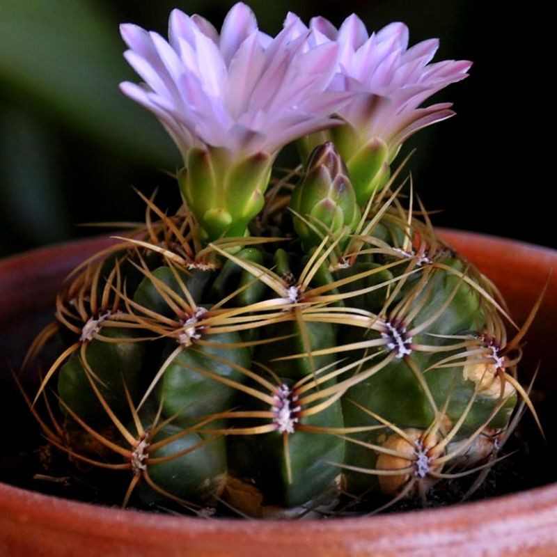 Cactus Gymnocalycium Mix seeds - 10