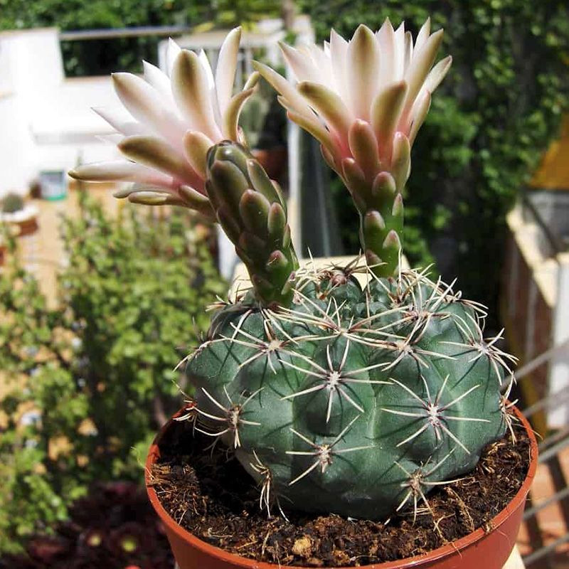 Cactus Gymnocalycium Mix seeds - 10