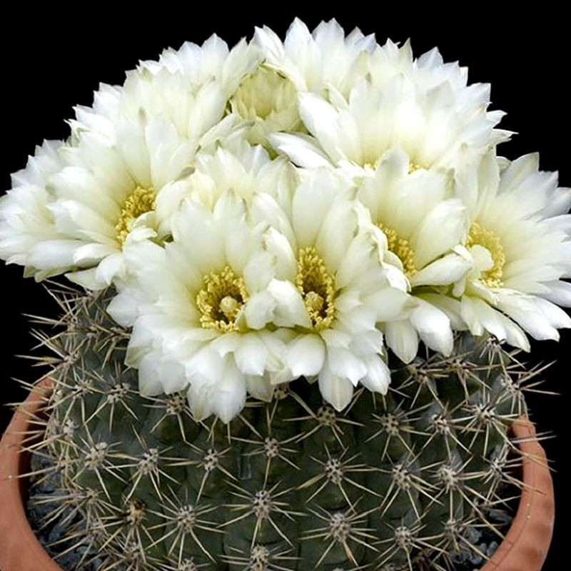 Cactus Gymnocalycium Mix seeds - 10
