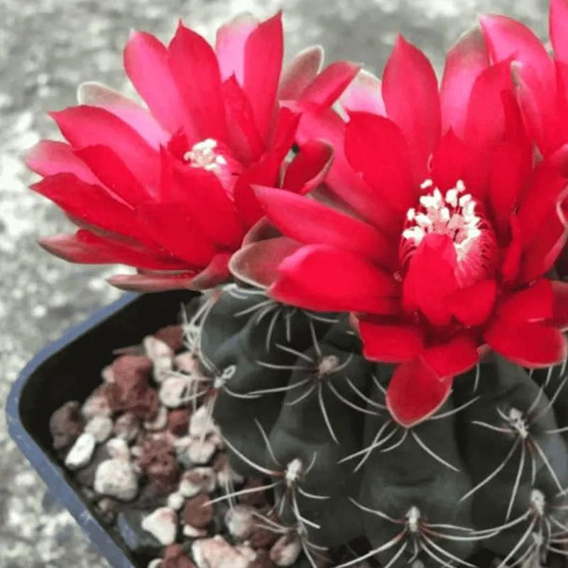 Cactus Gymnocalycium Mix seeds - 10