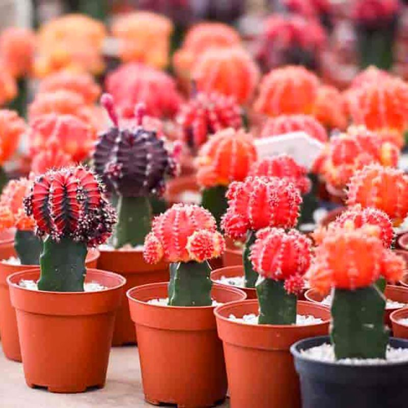 Cactus Gymnocalycium Mix seeds - 10