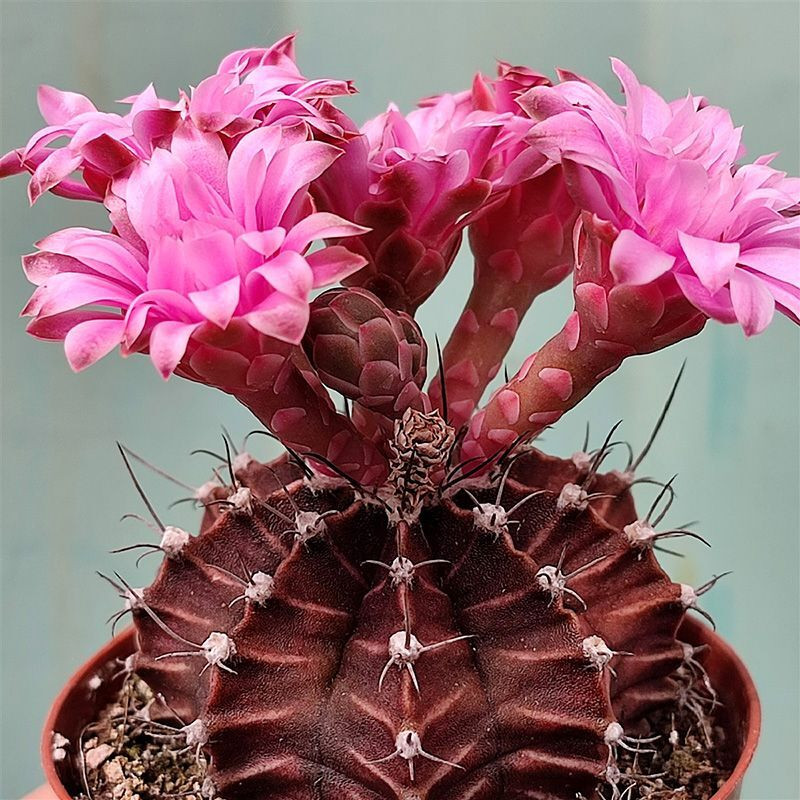 Cactus Gymnocalycium Mix seeds - 10