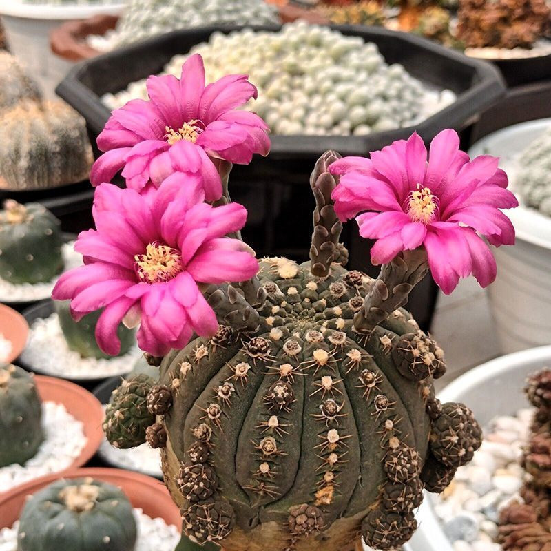 Cactus Gymnocalycium Mix seeds - 10