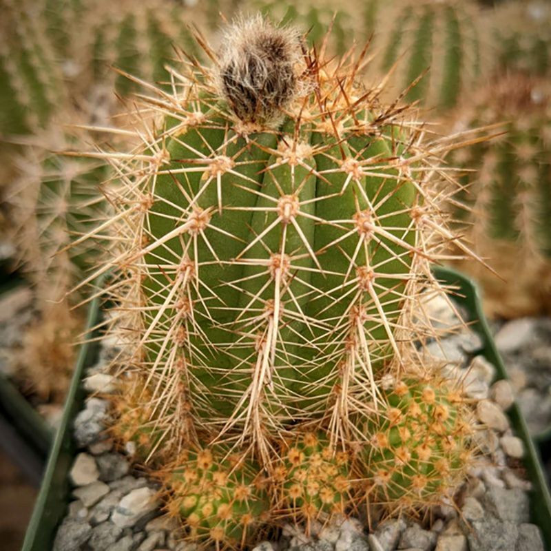 Cactus Lobivia Mix seeds - 10