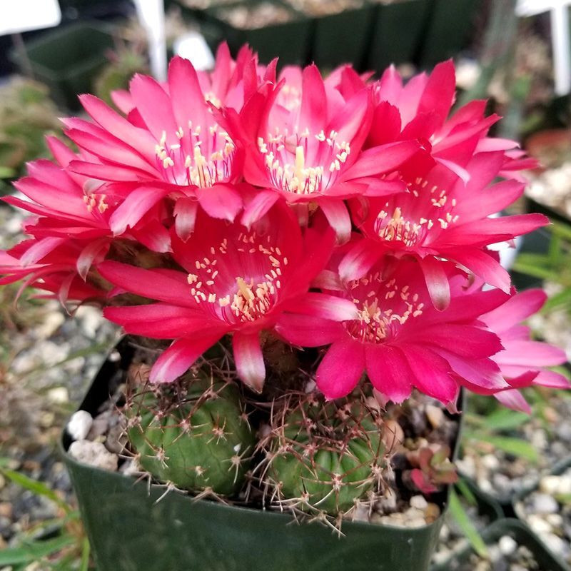 Cactus Lobivia Mix seeds - 10