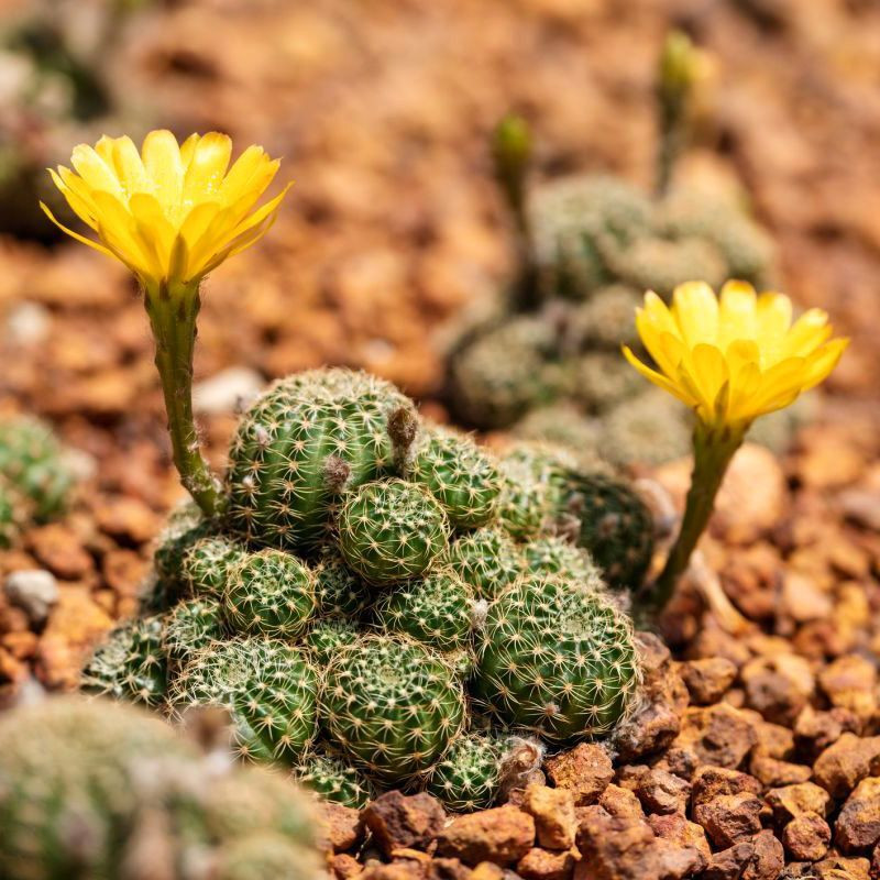 Cactus Lobivia Mix seeds - 10