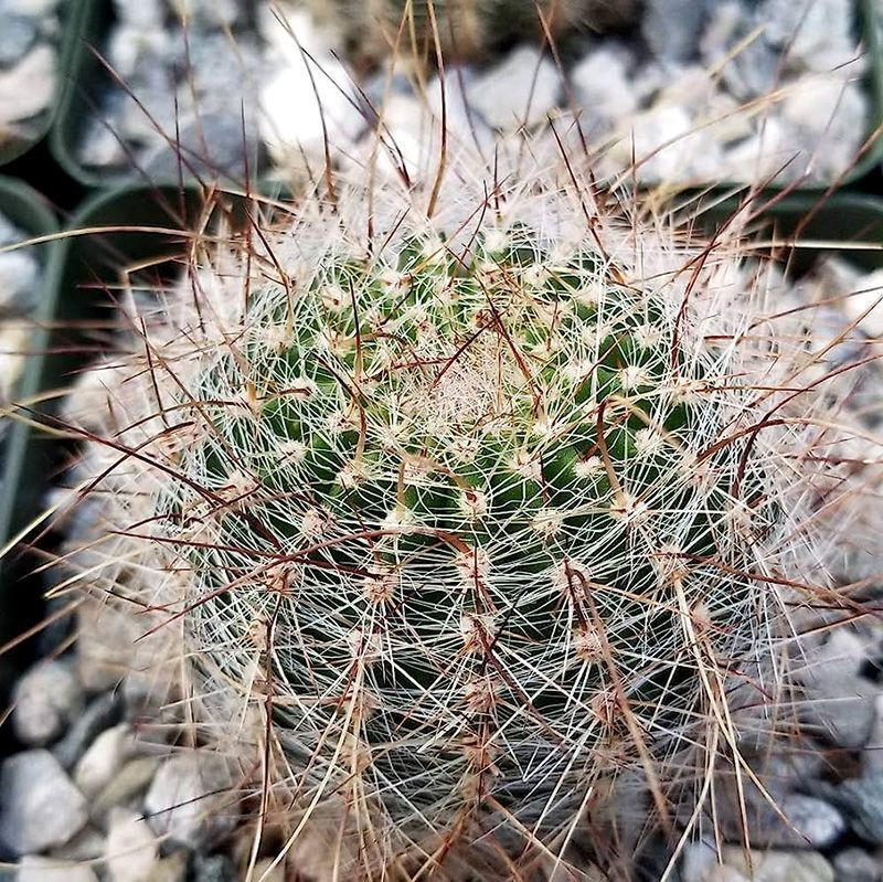 Cactus Lobivia Mix seeds - 10