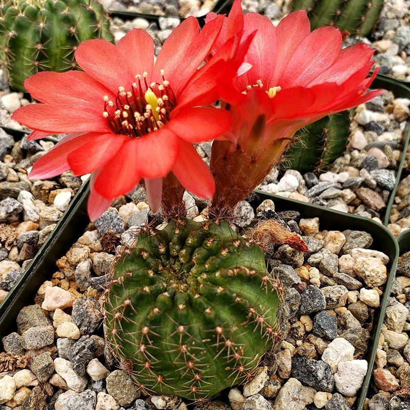 Cactus Lobivia Mix seeds - 10