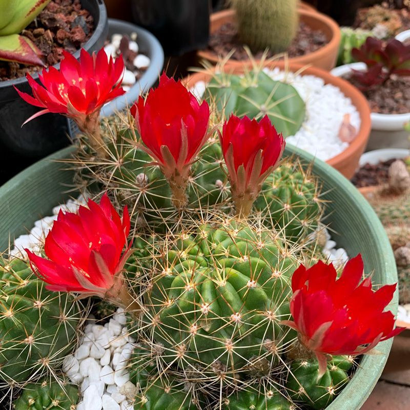 Cactus Lobivia Mix seeds - 10