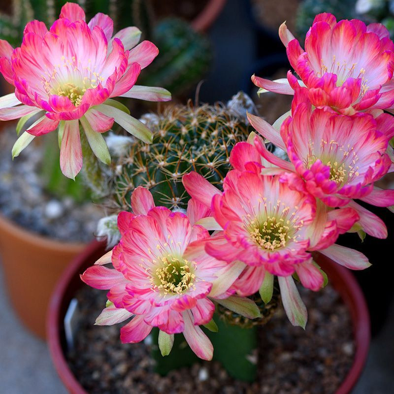 Cactus Lobivia Mix seeds - 10