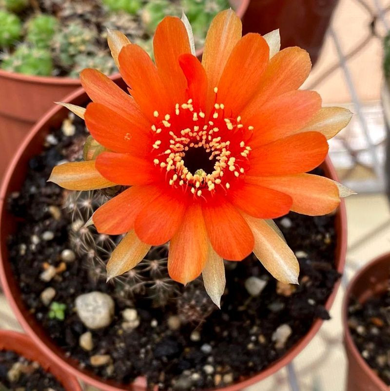 Cactus Lobivia Mix seeds - 10