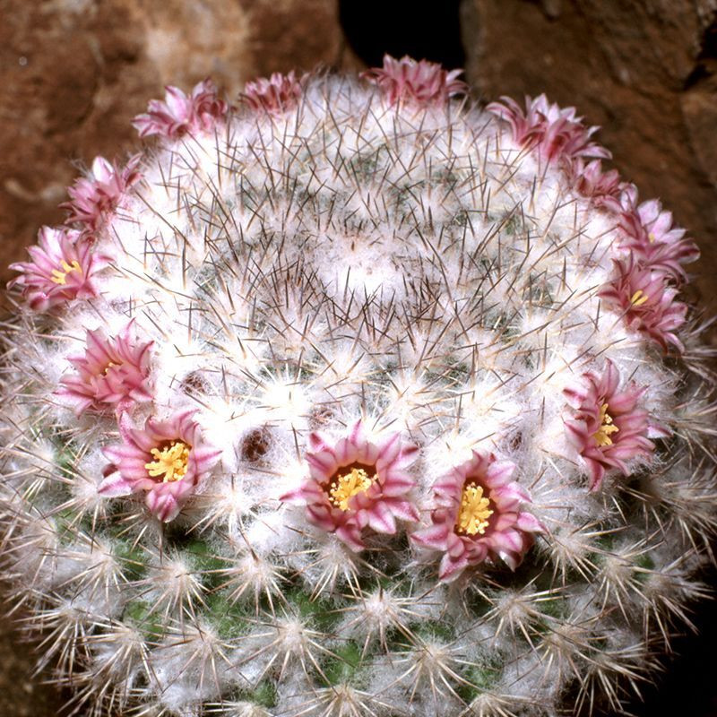 Cactus Mammillaria Mix seeds - 10