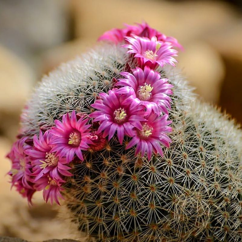Cactus Mammillaria Mix seeds - 10