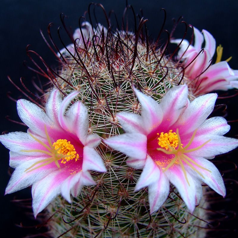 Cactus Mammillaria Mix seeds - 10