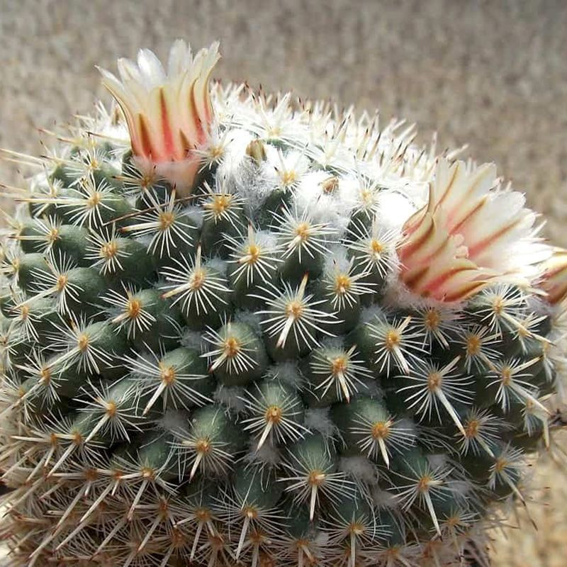 Cactus Mammillaria Mix seeds - 10