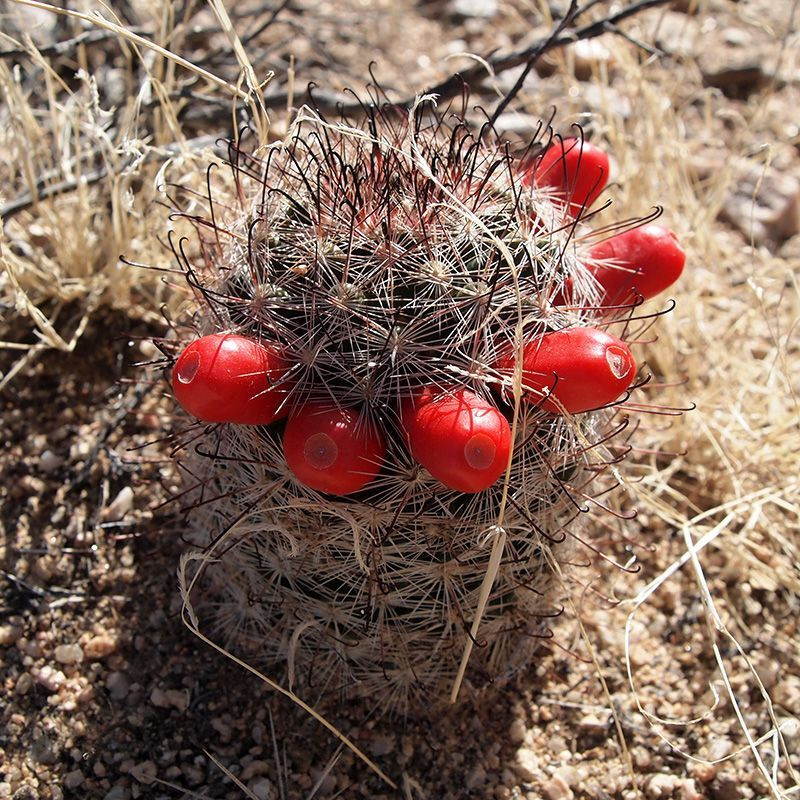 Cactus Mammillaria Mix seeds - 10