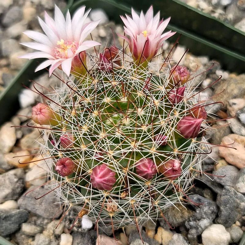 Cactus Mammillaria Mix seeds - 10