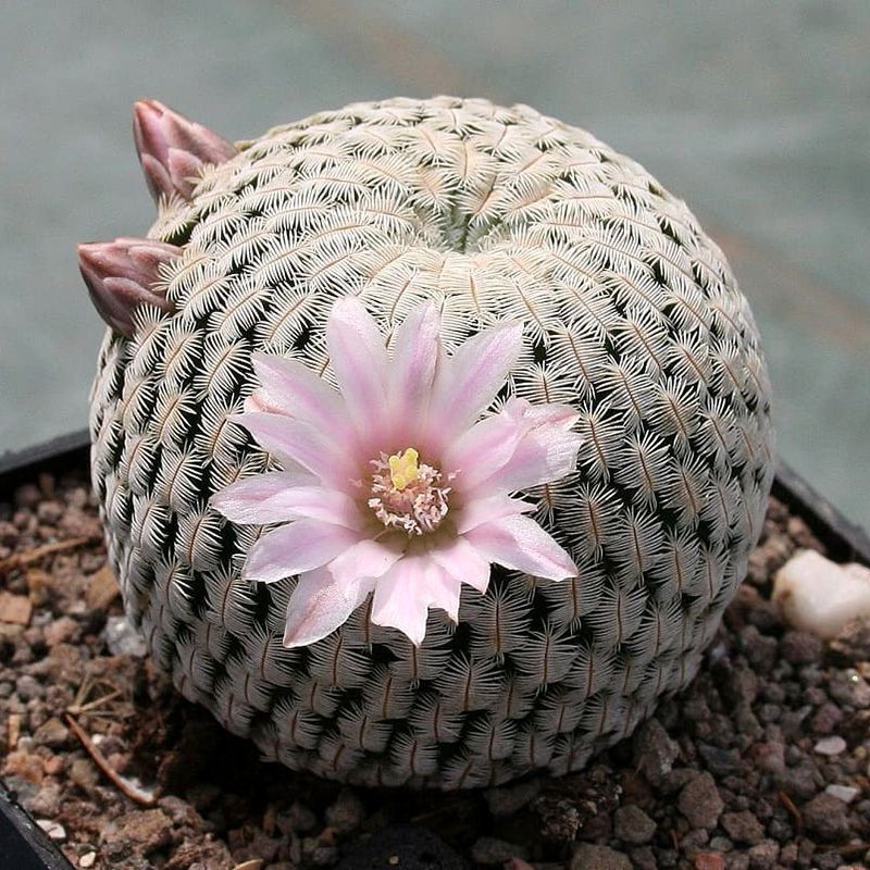 Cactus Mammillaria Mix seeds - 10