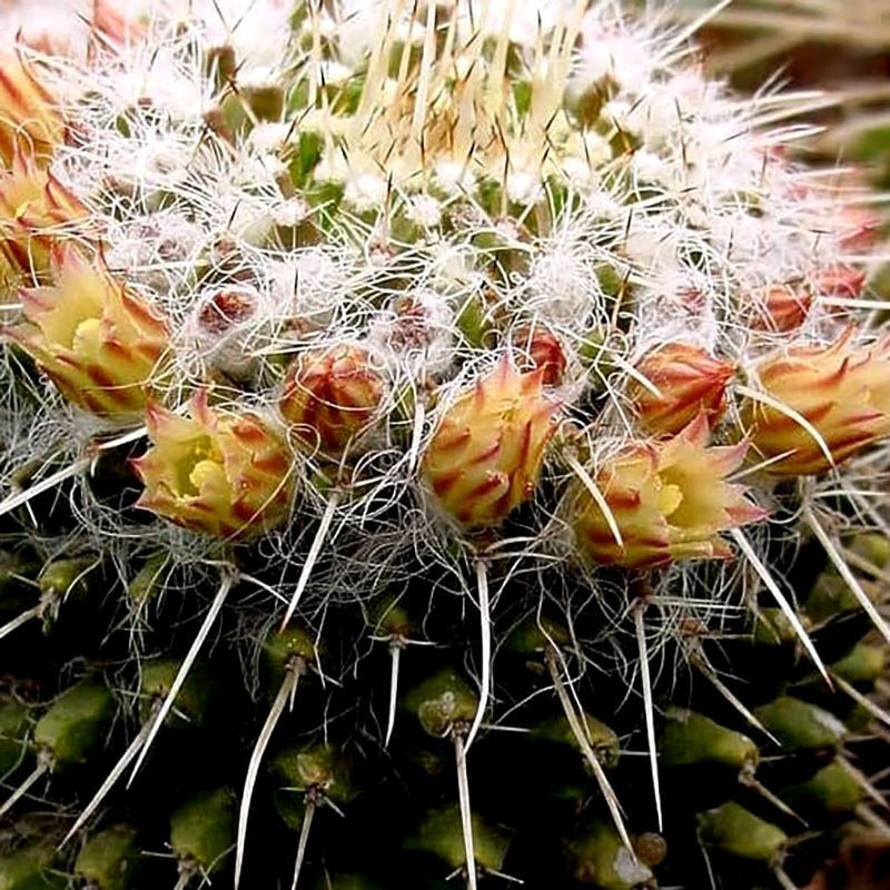 Cactus Mammillaria Mix seeds - 10