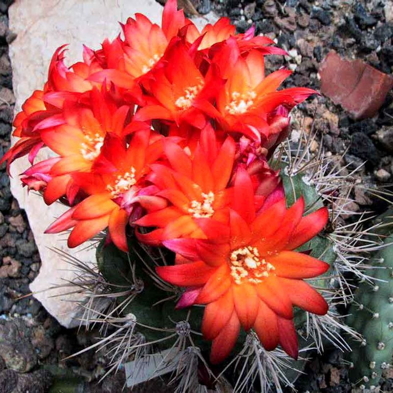 Cactus Matucana Mix seeds - 10