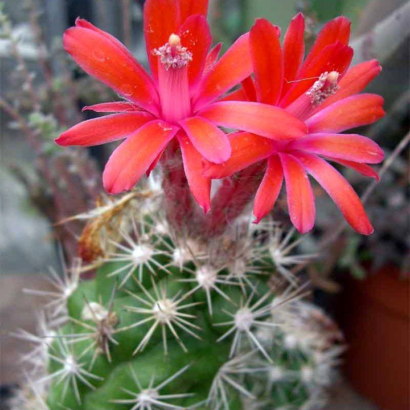 Cactus Matucana Mix seeds - 10