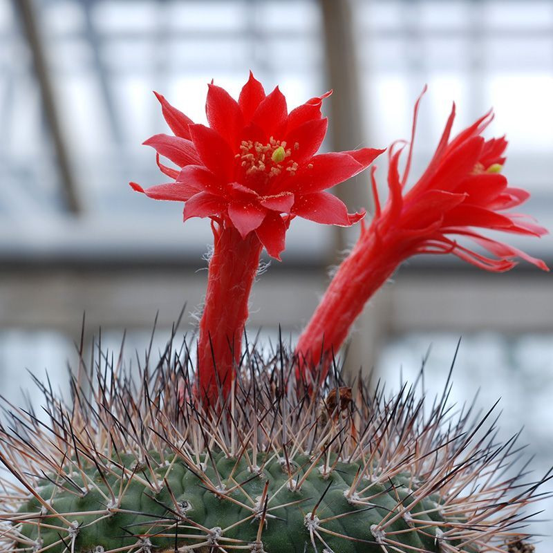 Cactus Matucana Mix seeds - 10