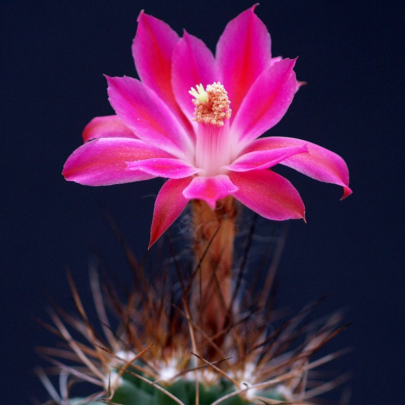 Cactus Matucana Mix seeds - 10