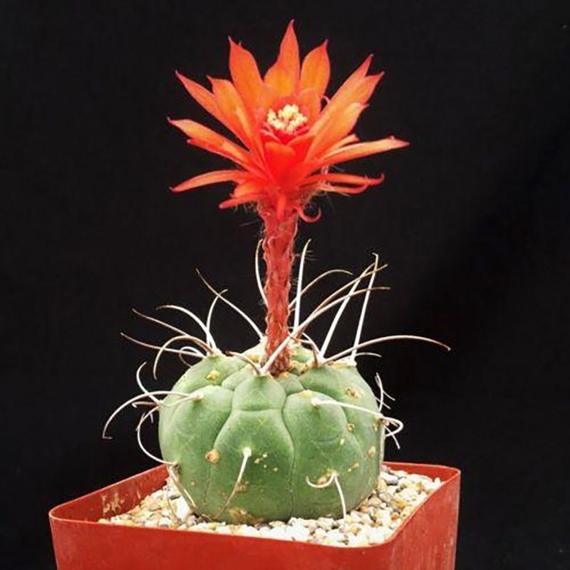 Cactus Matucana Mix seeds - 10
