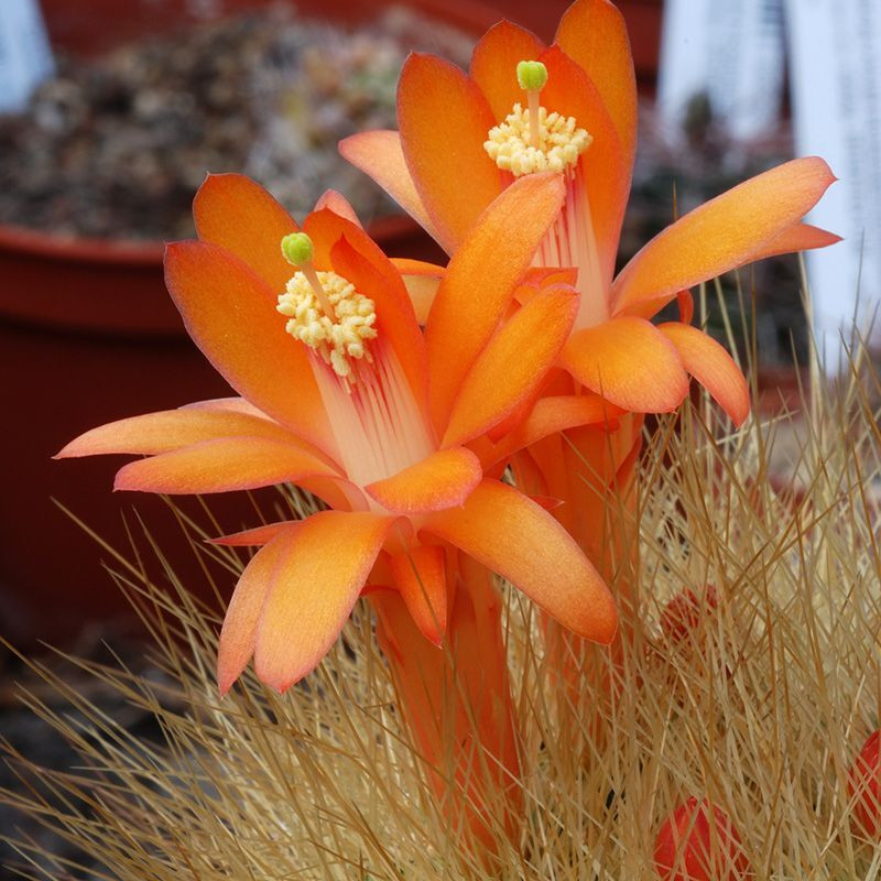Cactus Matucana Mix seeds - 10