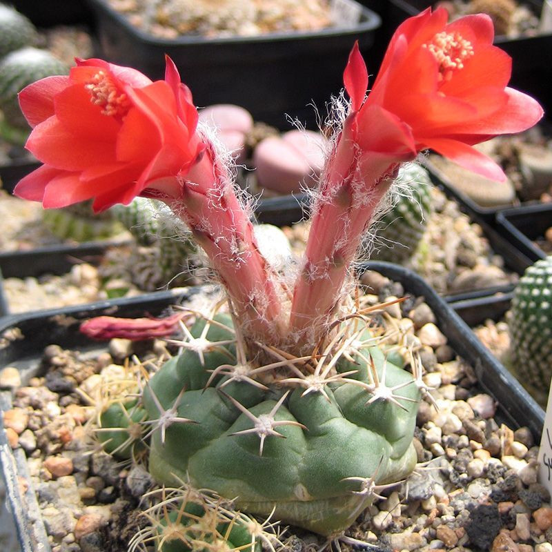 Cactus Matucana Mix seeds - 10