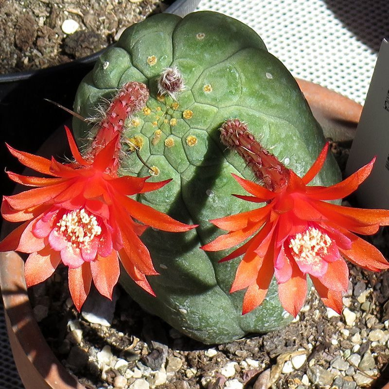 Cactus Matucana Mix seeds - 10