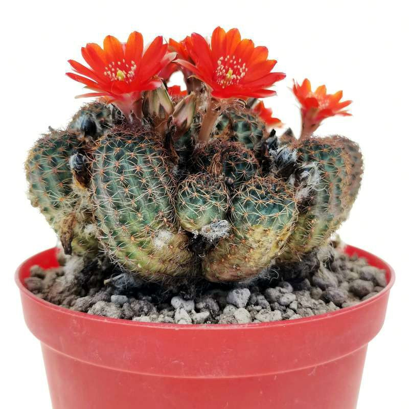 Cactus Mediolobivia Mix seeds - 10