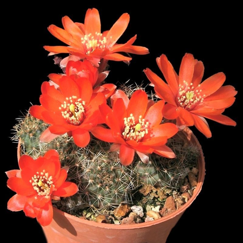 Cactus Mediolobivia Mix seeds - 10