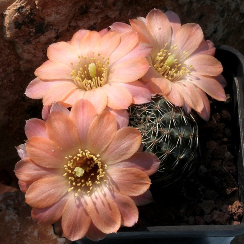 Cactus Mediolobivia Mix seeds - 10