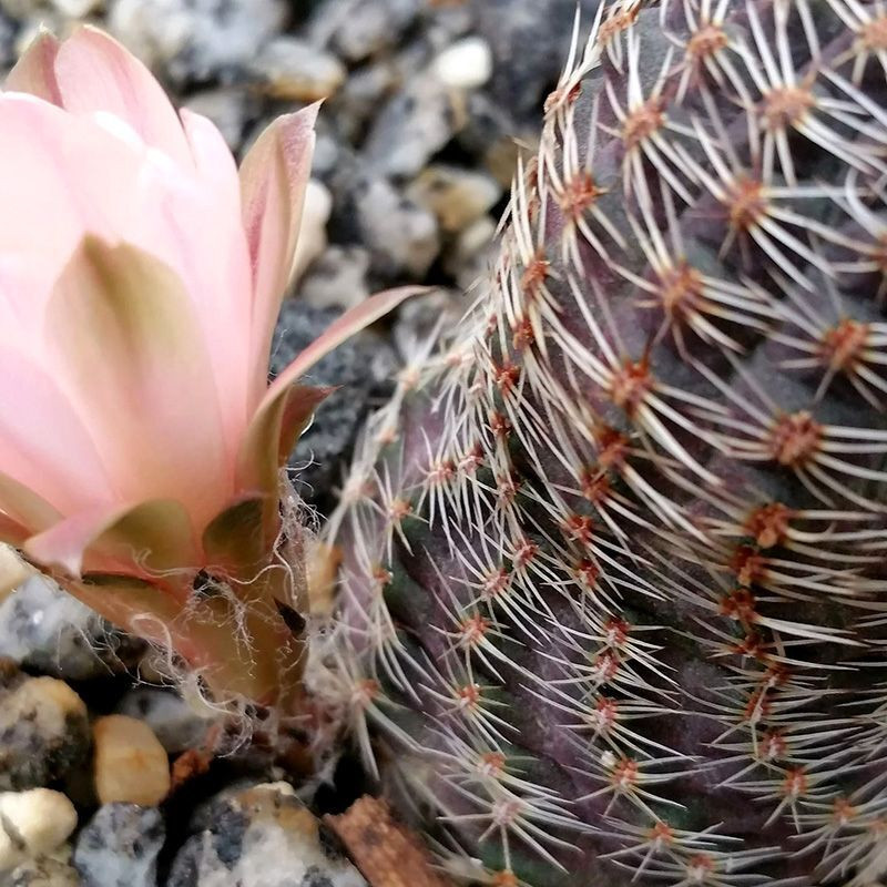Cactus Mediolobivia Mix seeds - 10