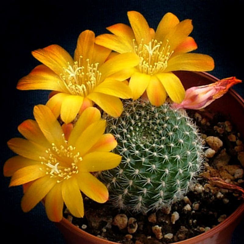 Cactus Mediolobivia Mix seeds - 10