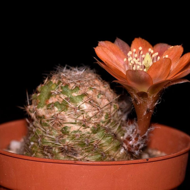 Cactus Mediolobivia Mix seeds - 10