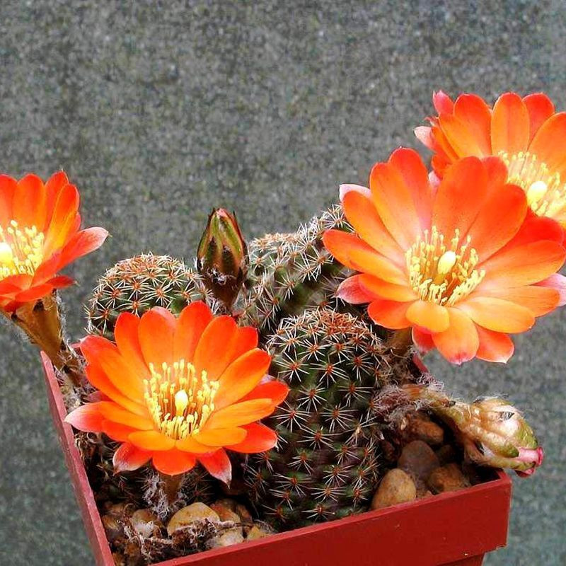 Cactus Mediolobivia Mix seeds - 10