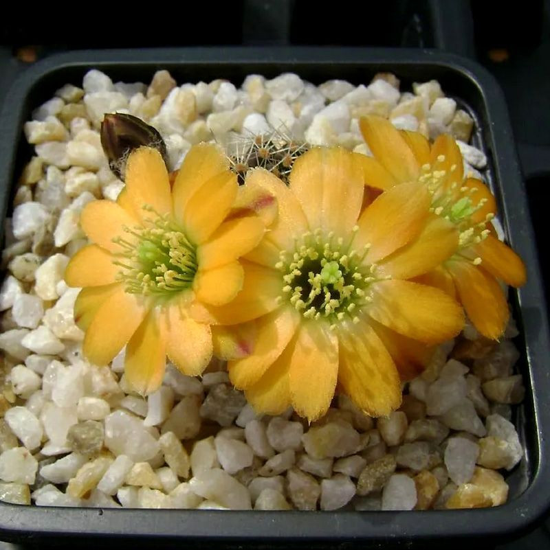 Cactus Mediolobivia Mix seeds - 10