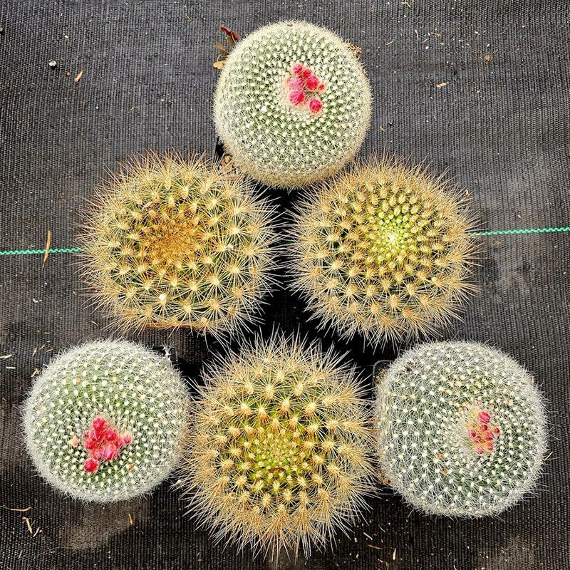 Cactus Neochilenia Mix seeds - 10