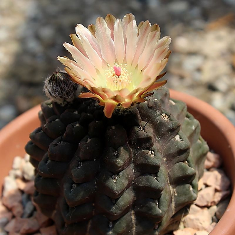 Cactus Neochilenia Mix seeds - 10