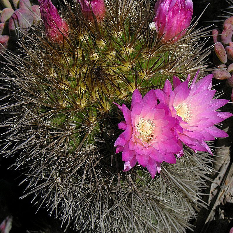 Cactus Neochilenia Mix seeds - 10