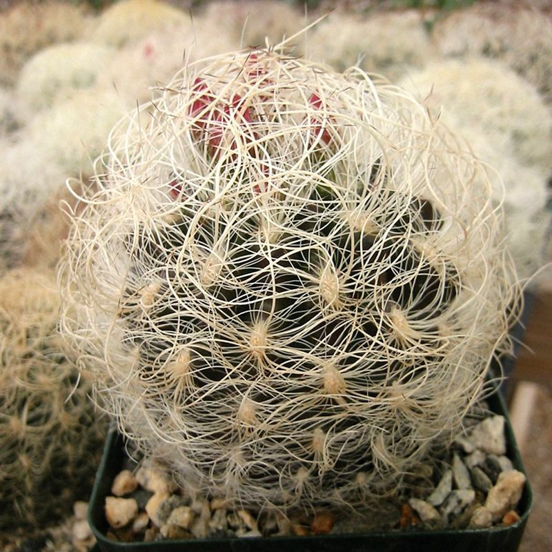 Cactus Neochilenia Mix seeds - 10