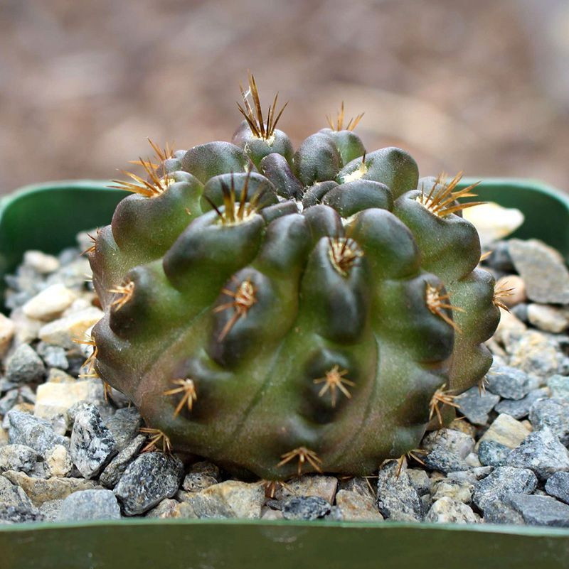 Cactus Neochilenia Mix seeds - 10