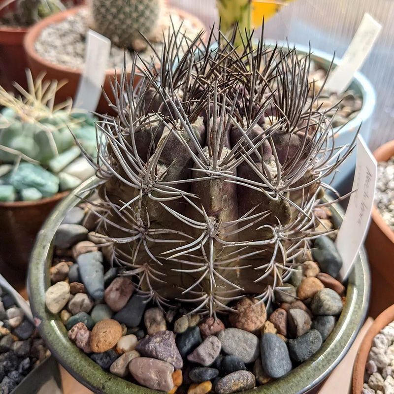 Cactus Neochilenia Mix seeds - 10