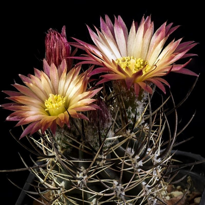 Cactus Neochilenia Mix seeds - 10