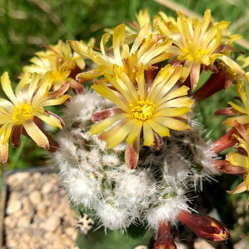 Cactus Neochilenia Mix seeds - 10