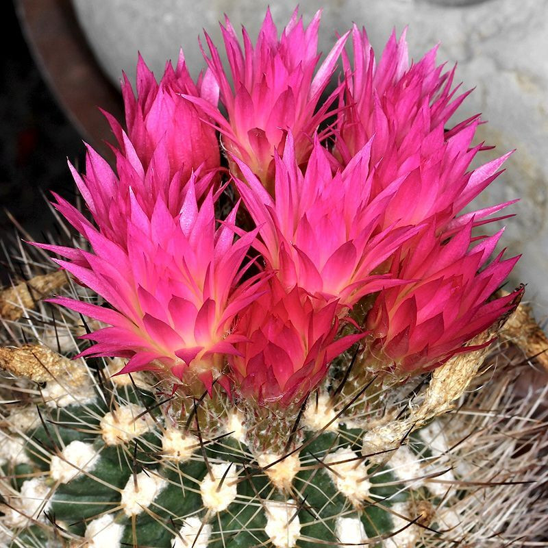 Cactus Neochilenia Mix seeds - 10