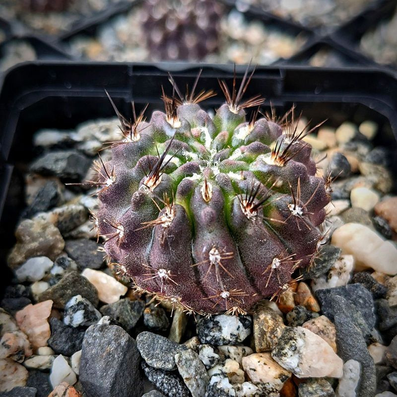 Cactus Neoporteria Mix seeds - 10